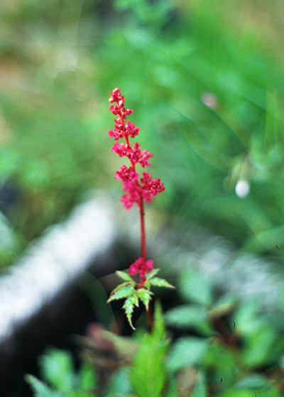 Red Flower