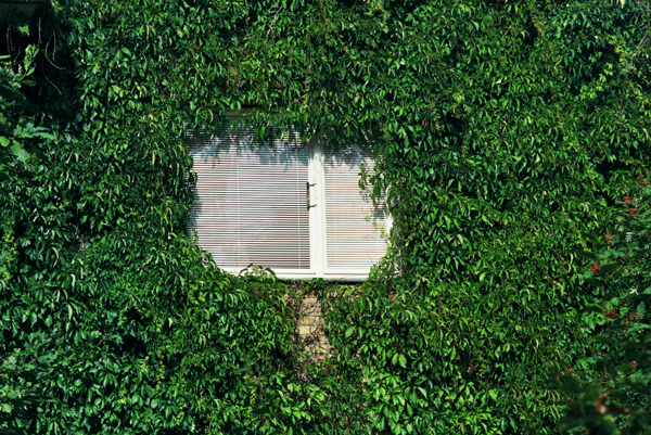 Window